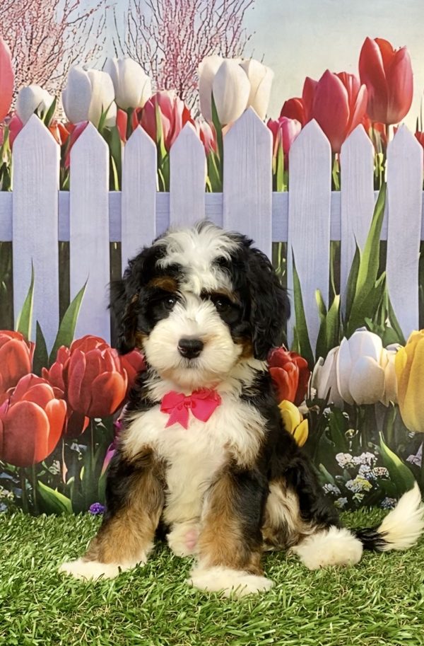 Photo of Ms. Lollipop the Mini-Bernedoodle puppy