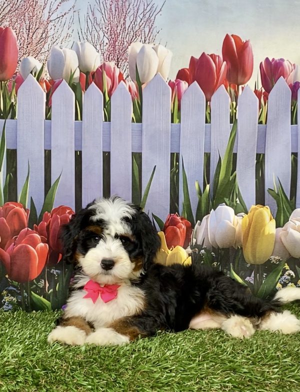 Photo of Ms. Lollipop the Mini-Bernedoodle puppy