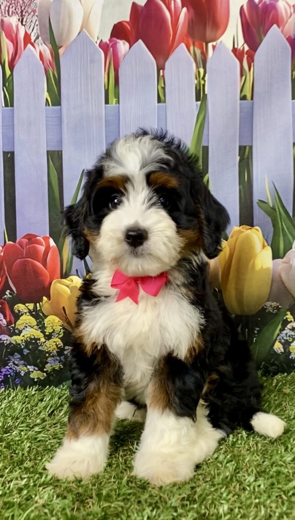 Photo of Ms. Luna the Mini-Bernedoodle puppy