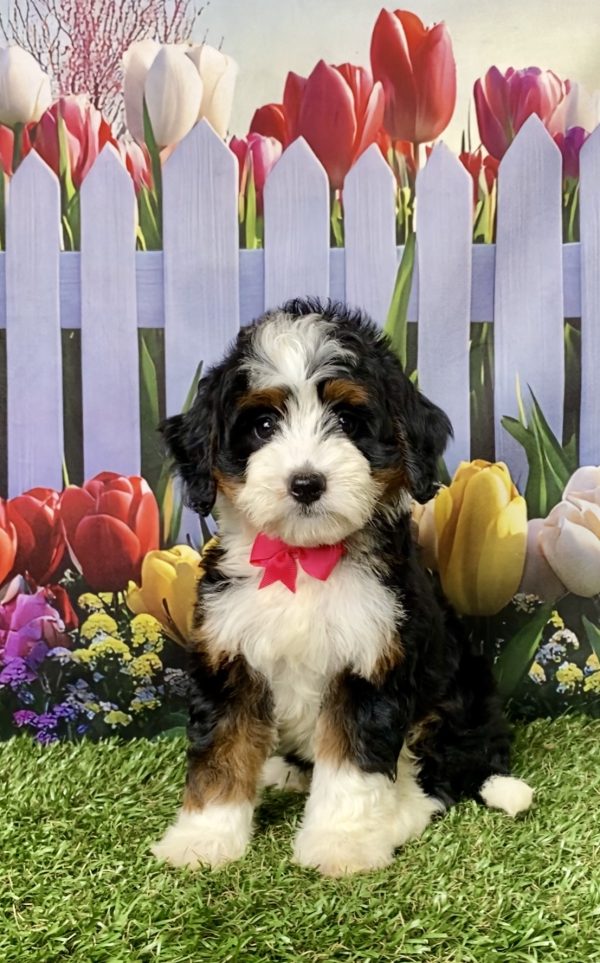 Photo of Ms. Luna the Mini-Bernedoodle puppy