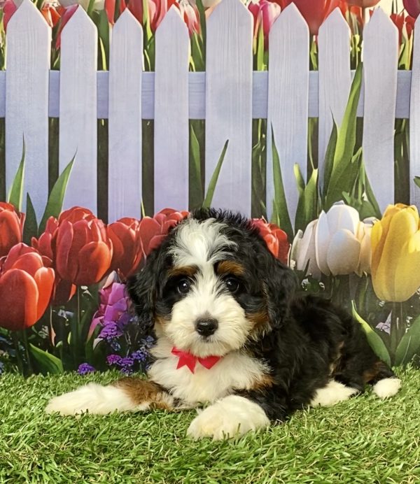 Photo of Ms. Luna the Mini-Bernedoodle puppy