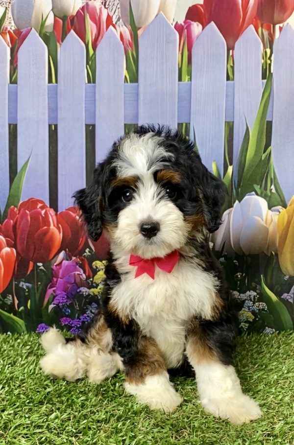Photo of Ms. Luna the Mini-Bernedoodle puppy