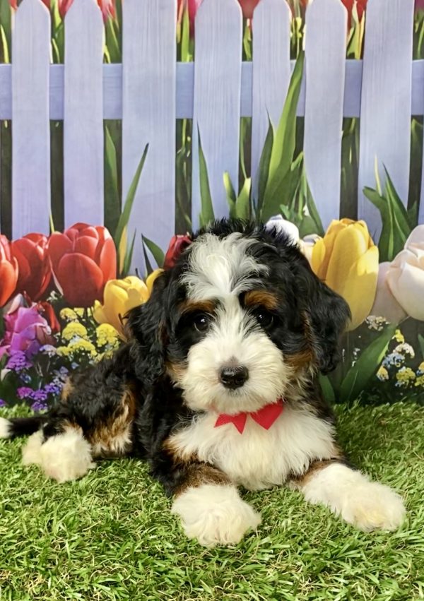 Photo of Ms. Luna the Mini-Bernedoodle puppy