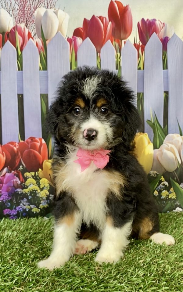 Ms. Macy the Mini-Bernedoodle puppy