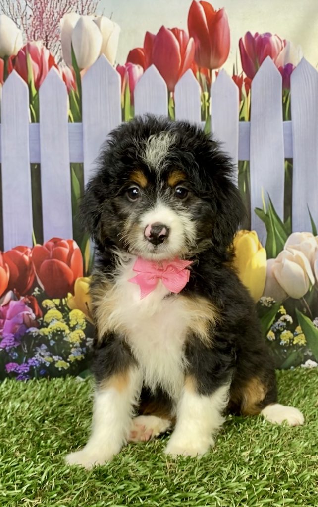 Photo of Ms. Macy the Mini-Bernedoodle puppy