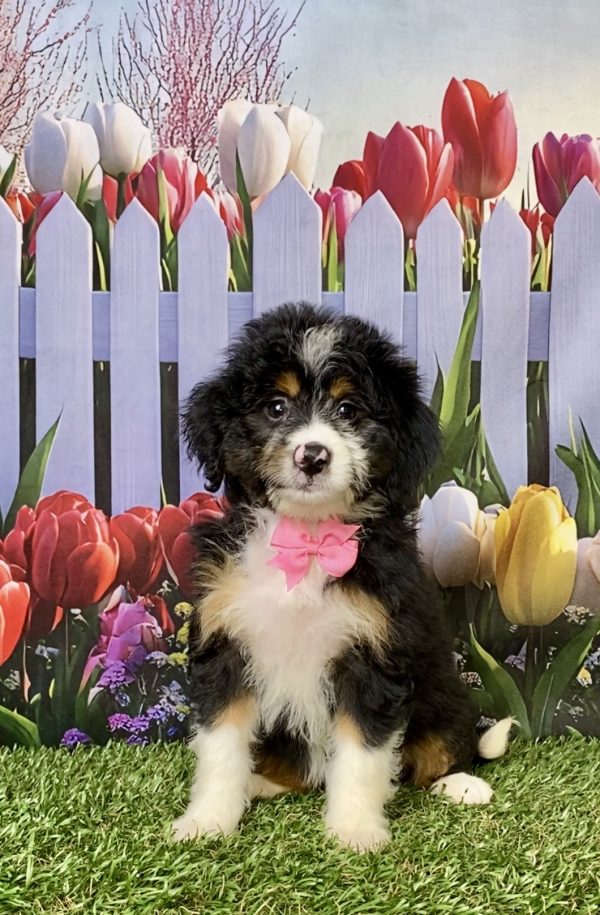 Photo of Ms. Macy the Mini-Bernedoodle puppy
