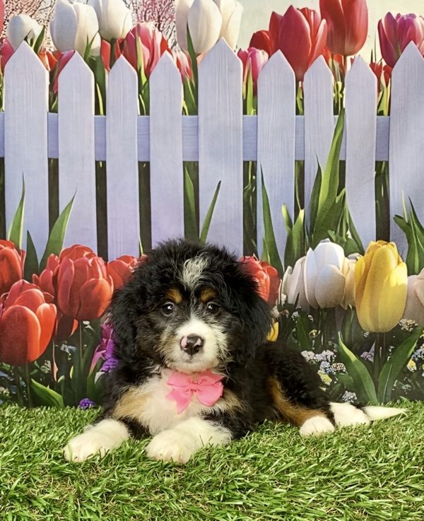 Photo of Ms. Macy the Mini-Bernedoodle puppy