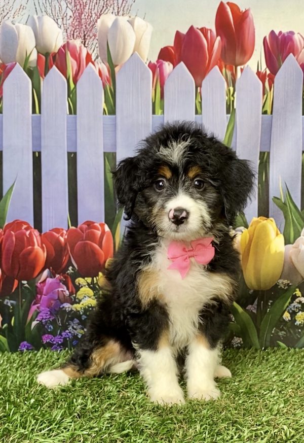 Photo of Ms. Macy the Mini-Bernedoodle puppy