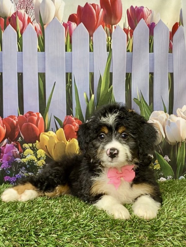 Photo of Ms. Macy the Mini-Bernedoodle puppy