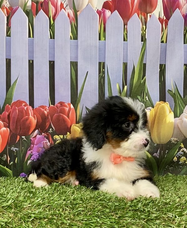 Ms. Melody  the  Mini-Bernedoodle puppy