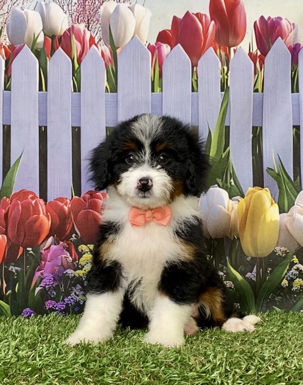 Photo of Ms. Melody the Mini-Bernedoodle puppy