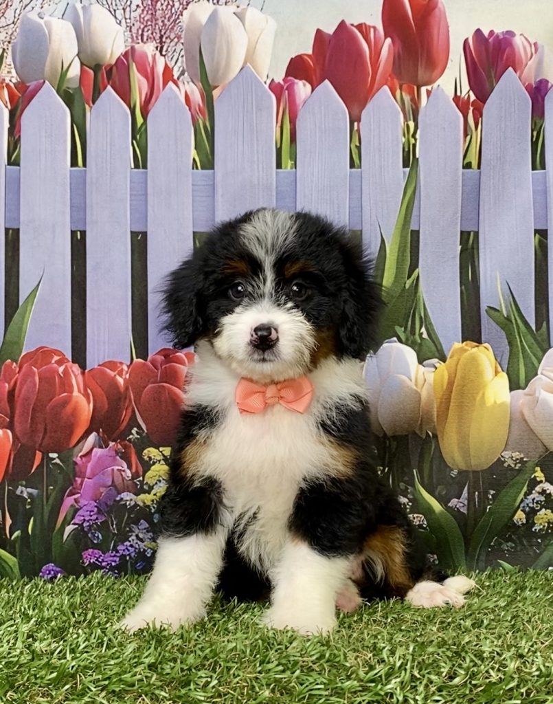 Photo of Ms. Melody the Mini-Bernedoodle puppy