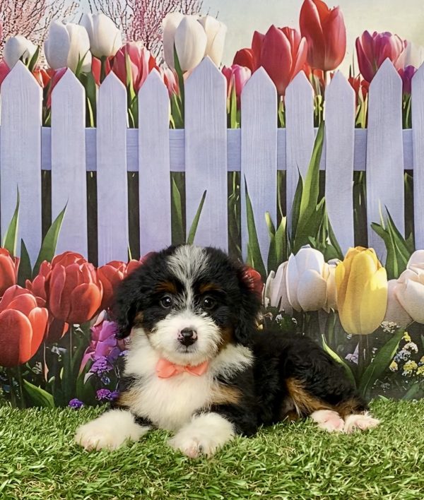Photo of Ms. Melody the Mini-Bernedoodle puppy
