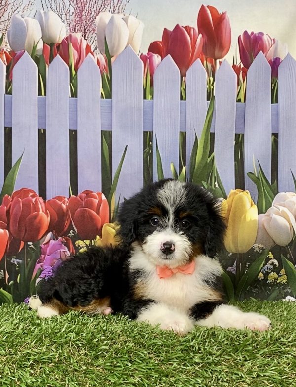 Photo of Ms. Melody the Mini-Bernedoodle puppy
