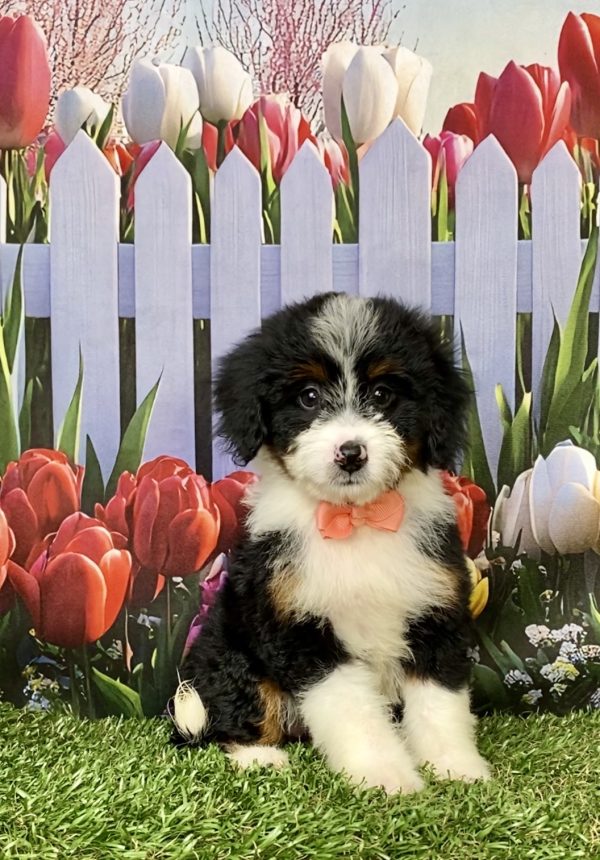 Photo of Ms. Melody the Mini-Bernedoodle puppy