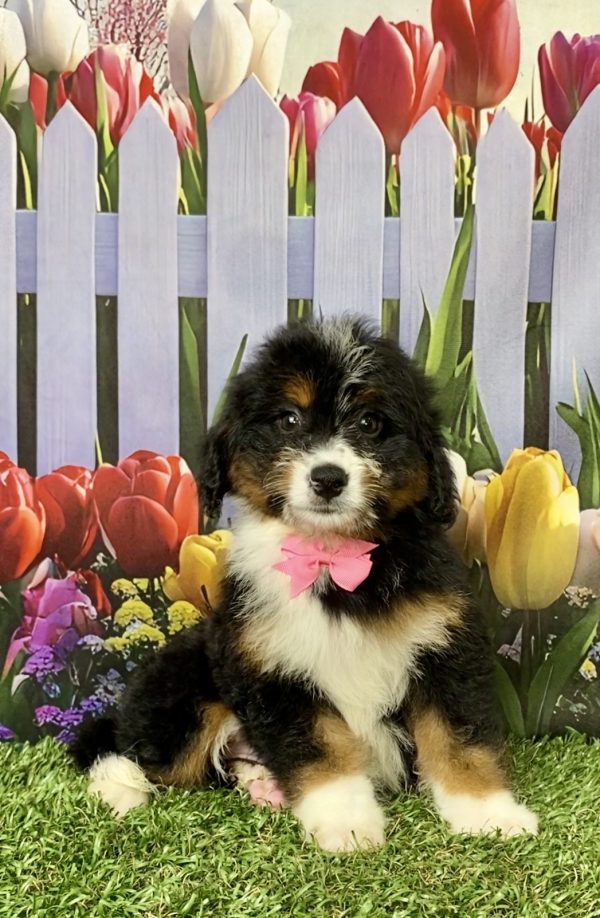 Ms. Mindy the Mini-Bernedoodle puppy