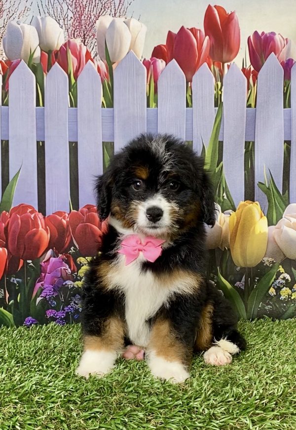 Photo of Ms. Mindy the Mini-Bernedoodle puppy