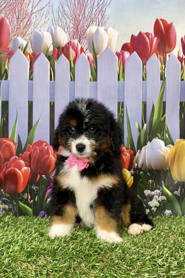 Photo of Ms. Mindy the Mini-Bernedoodle puppy