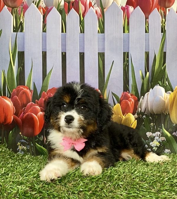 Photo of Ms. Mindy the Mini-Bernedoodle puppy