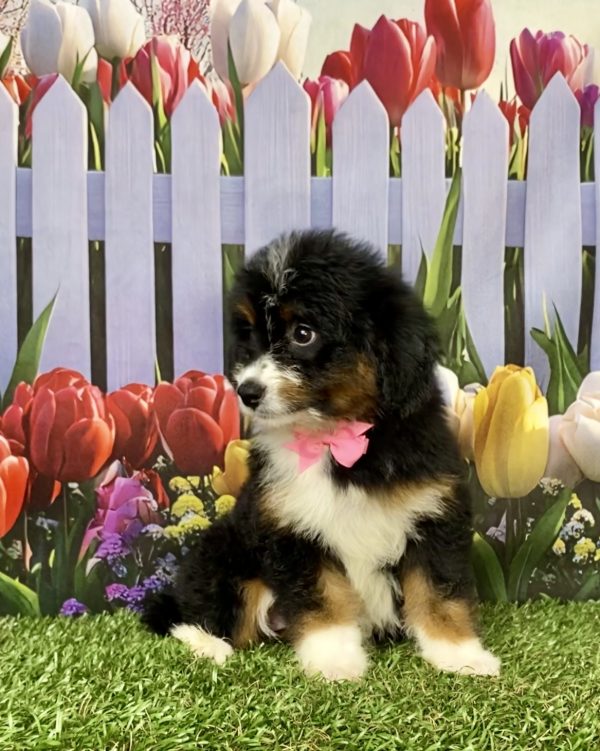 Photo of Ms. Mindy the Mini-Bernedoodle puppy