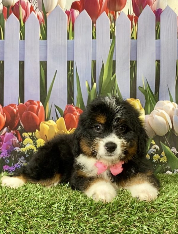 Photo of Ms. Mindy the Mini-Bernedoodle puppy