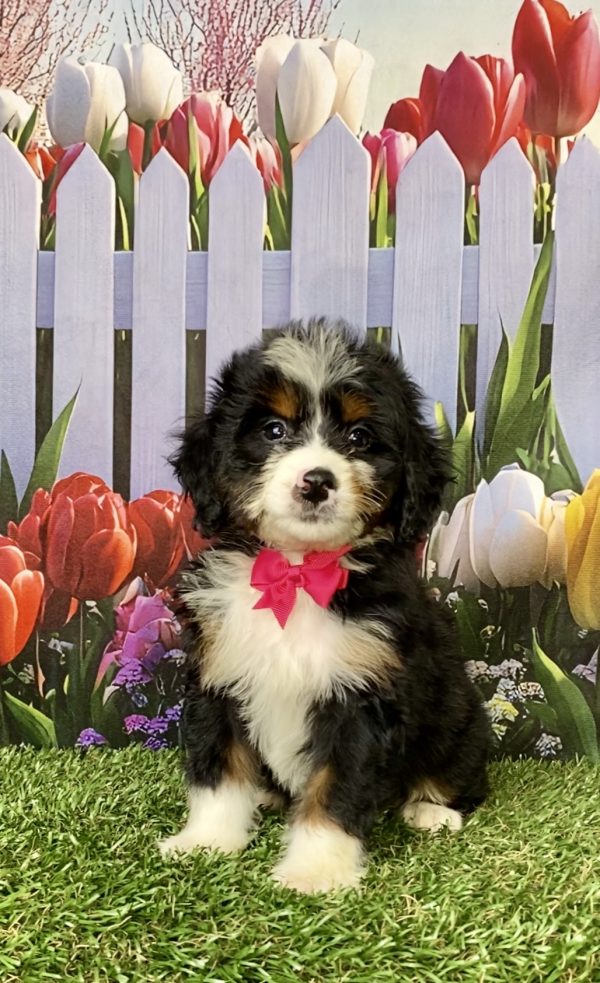 Ms. Miracle the Mini-Bernedoodle puppy
