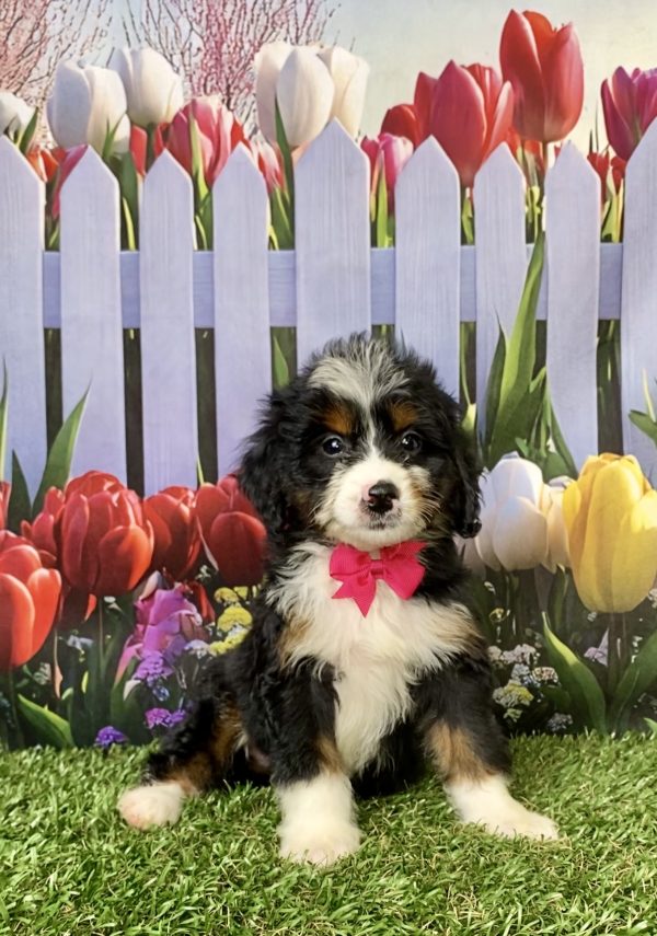 Photo of Ms. Miracle the Mini-Bernedoodle puppy