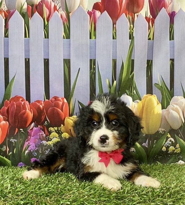 Photo of Ms. Miracle the Mini-Bernedoodle puppy