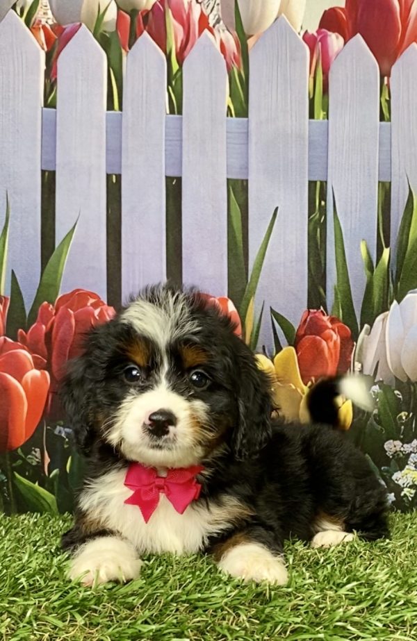 Photo of Ms. Miracle the Mini-Bernedoodle puppy