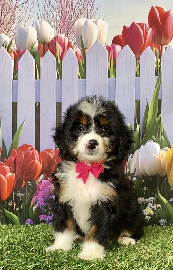 Photo of Ms. Miracle the Mini-Bernedoodle puppy