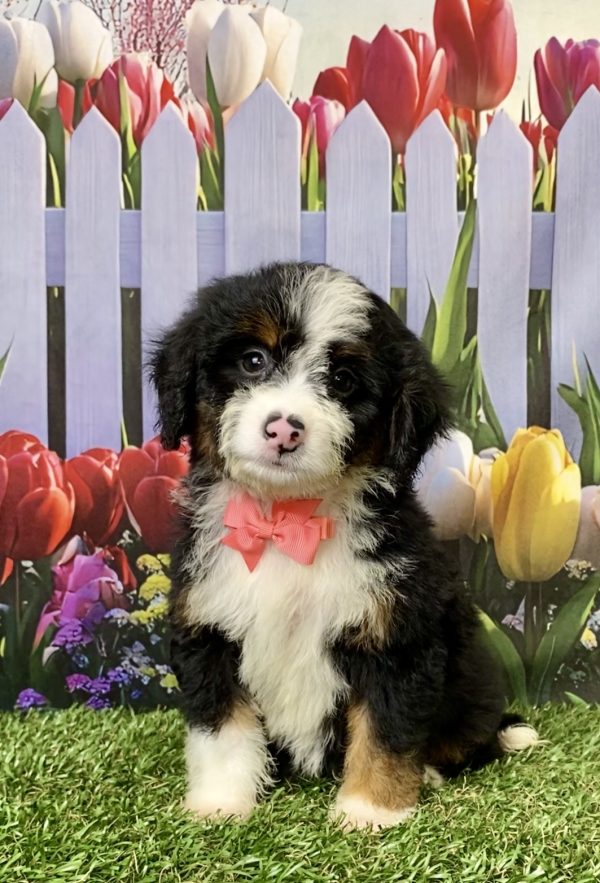 Ms. Mocha the Mini-Bernedoodle puppy