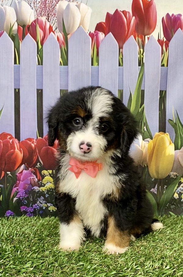 Photo of Ms. Mocha the Mini-Bernedoodle puppy