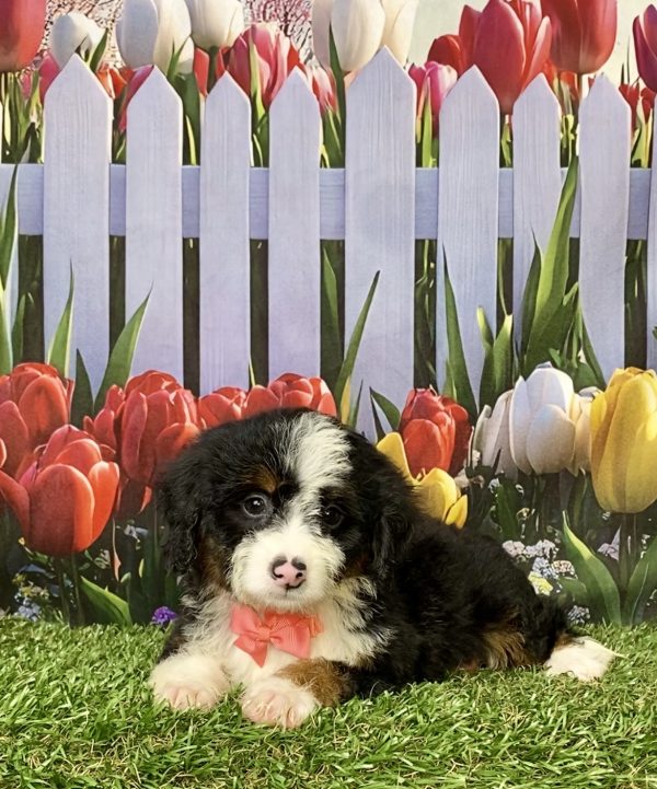 Photo of Ms. Mocha the Mini-Bernedoodle puppy