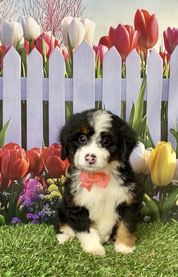 Photo of Ms. Mocha the Mini-Bernedoodle puppy