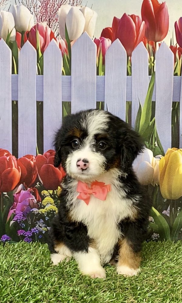 Photo of Ms. Mocha the Mini-Bernedoodle puppy