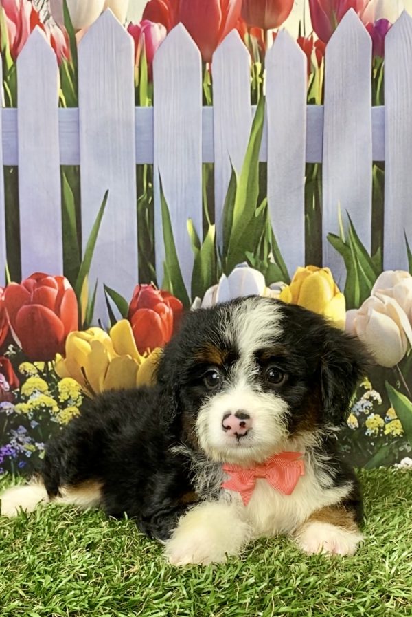 Photo of Ms. Mocha the Mini-Bernedoodle puppy