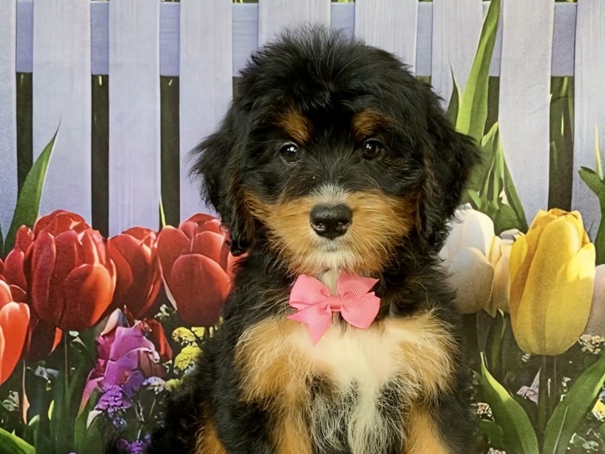 Ms. Nancy The Mini-Bernedoodle | The Bernedoodles