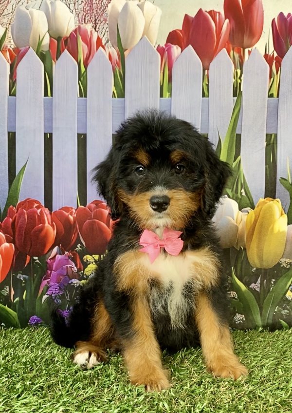 Ms. Nancy the  Mini-Bernedoodle puppy