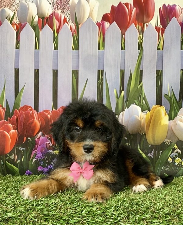 Photo of Ms. Nancy the Mini-Bernedoodle puppy