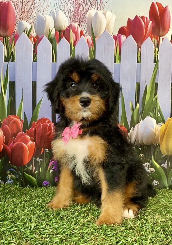 Photo of Ms. Nancy the Mini-Bernedoodle puppy