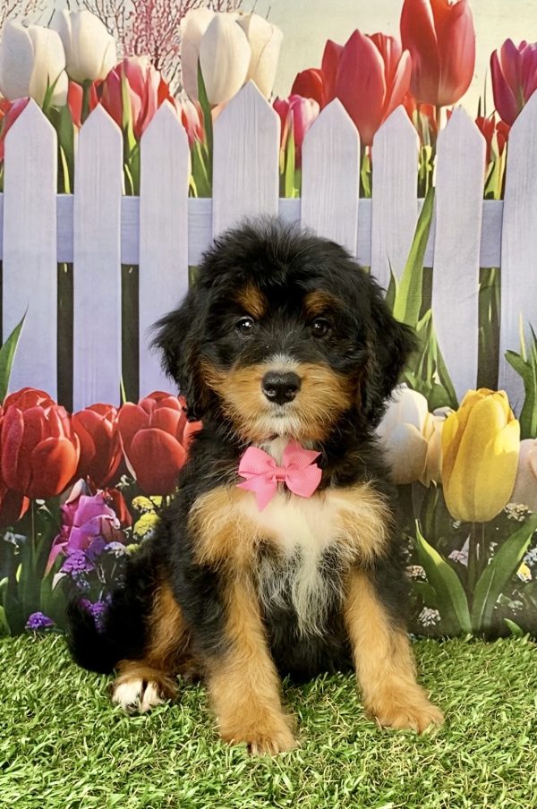Photo of Ms. Nancy the Mini-Bernedoodle puppy