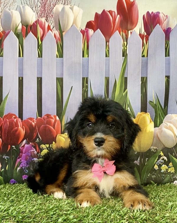 Photo of Ms. Nancy the Mini-Bernedoodle puppy