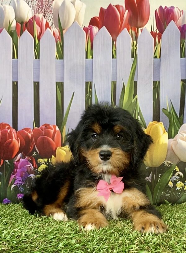 Photo of Ms. Nancy the Mini-Bernedoodle puppy
