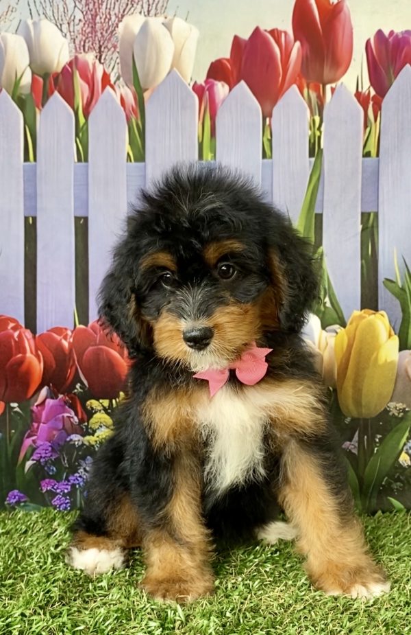 Photo of Ms. Neva the Mini-Bernedoodle puppy