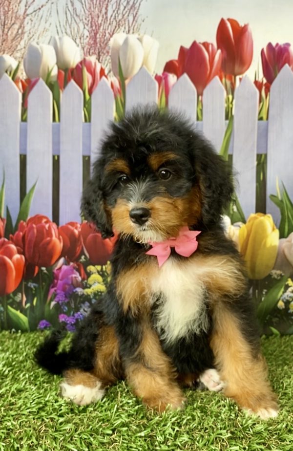 Photo of Ms. Neva the Mini-Bernedoodle puppy
