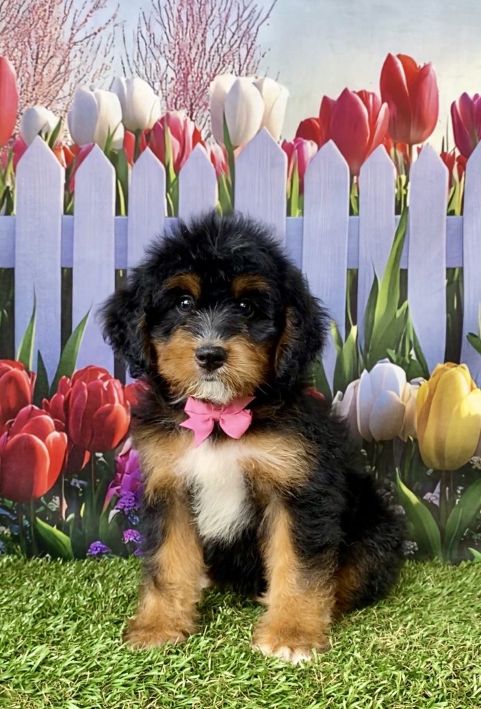 Photo of Ms. Neva the Mini-Bernedoodle puppy