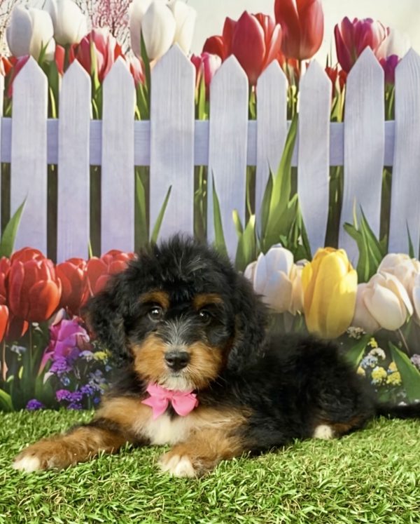 Photo of Ms. Neva the Mini-Bernedoodle puppy