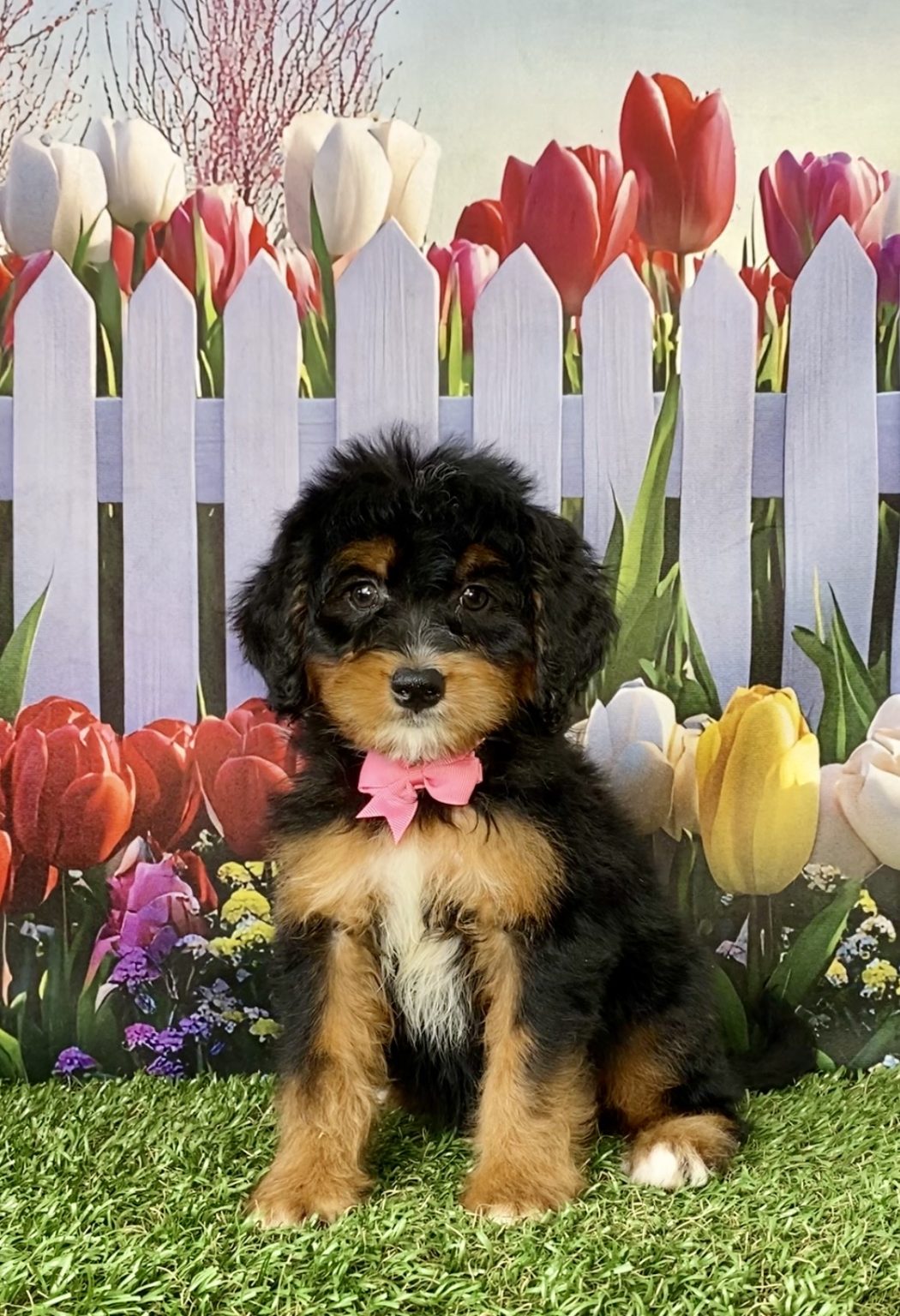 Photo of Ms. Niagara the Mini-Bernedoodle puppy
