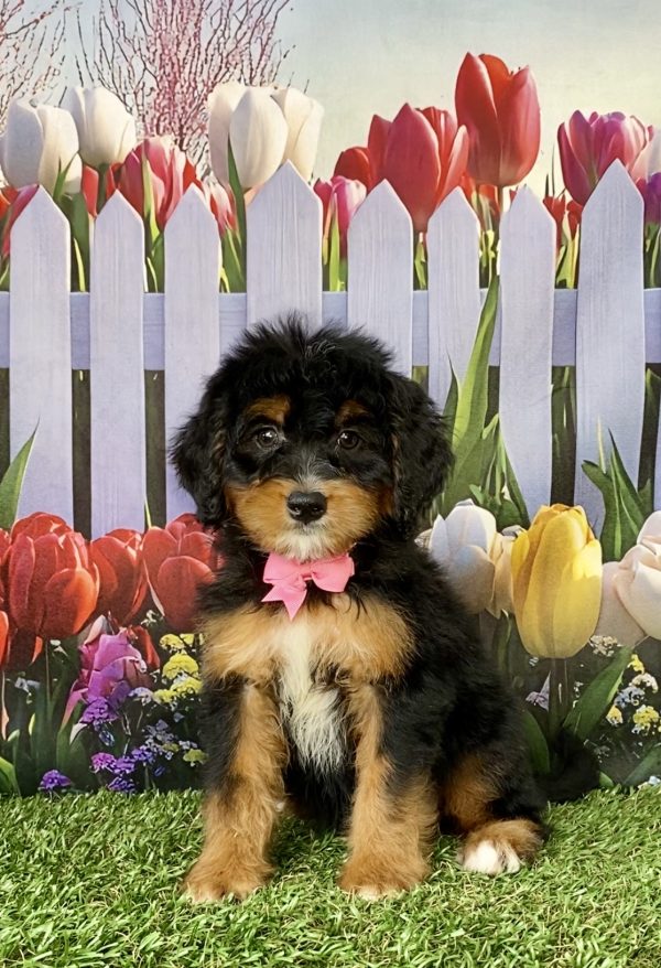 Ms. Niagara the Mini-Bernedoodle puppy