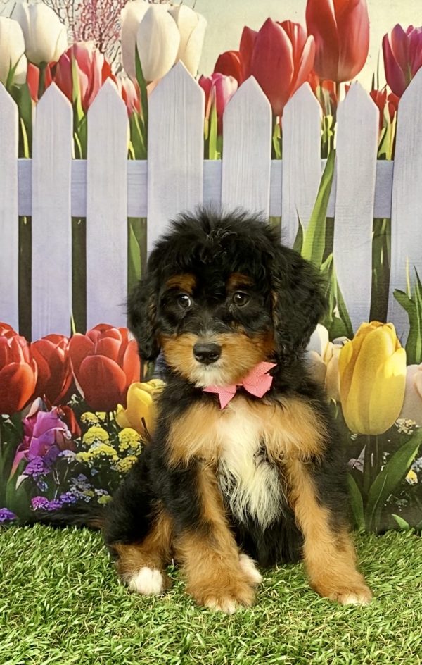 Photo of Ms. Niagara the Mini-Bernedoodle puppy